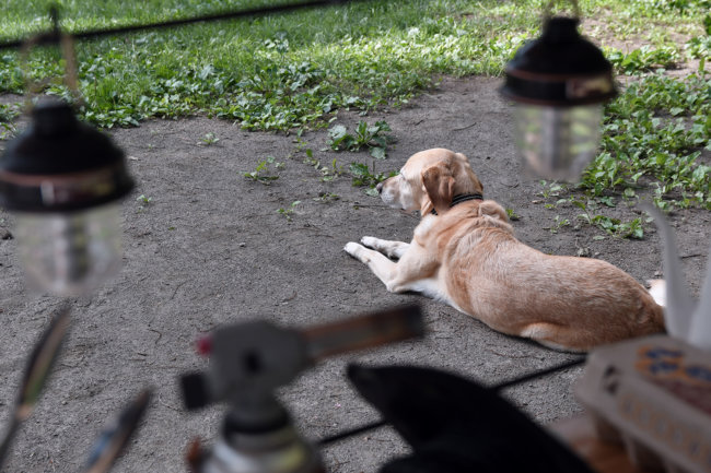 ゴールデンレトリーバー,キャンプ