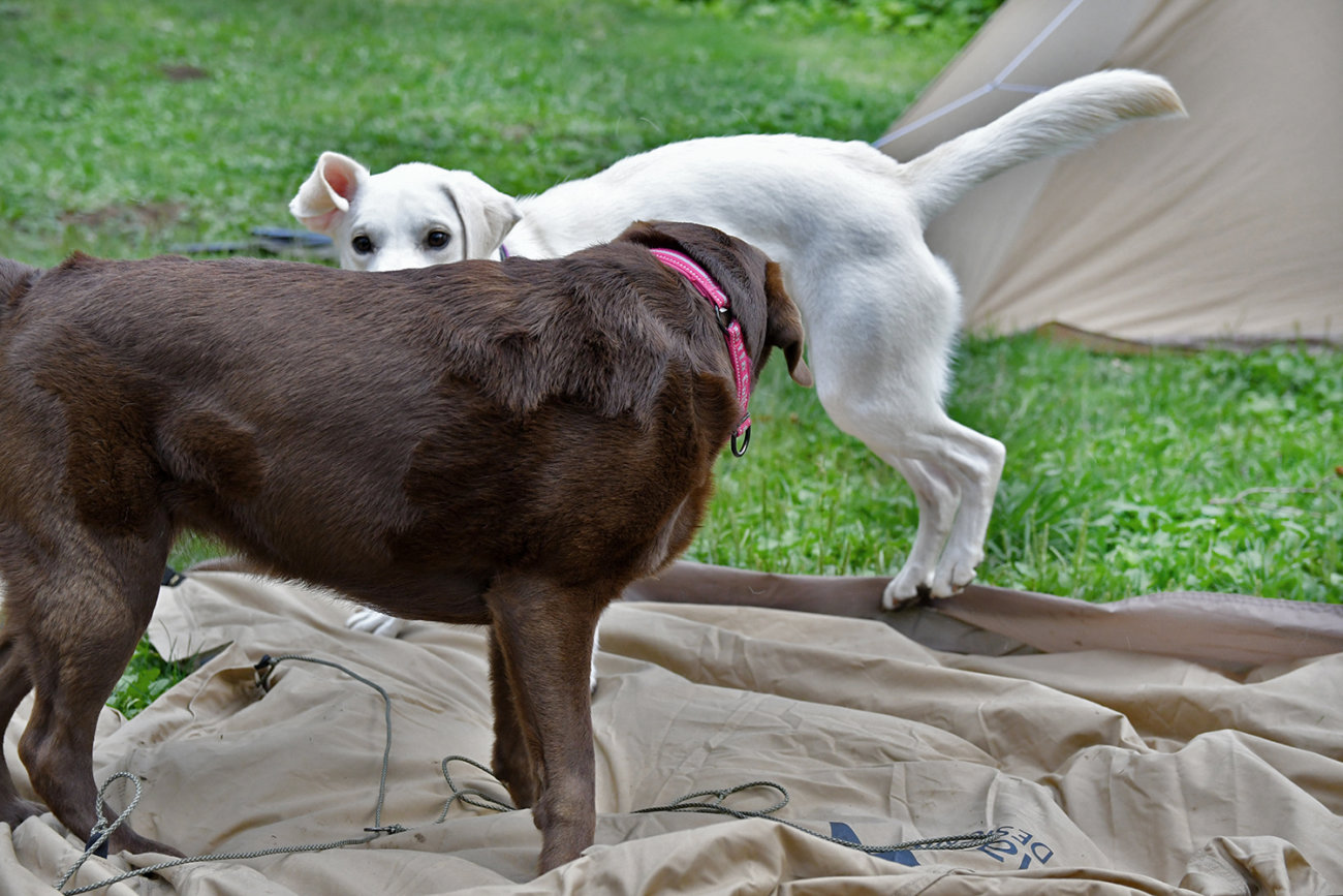 ゴールデンレトリーバー,キャンプ