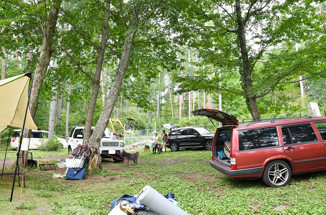 ゴールデンレトリーバー,キャンプ