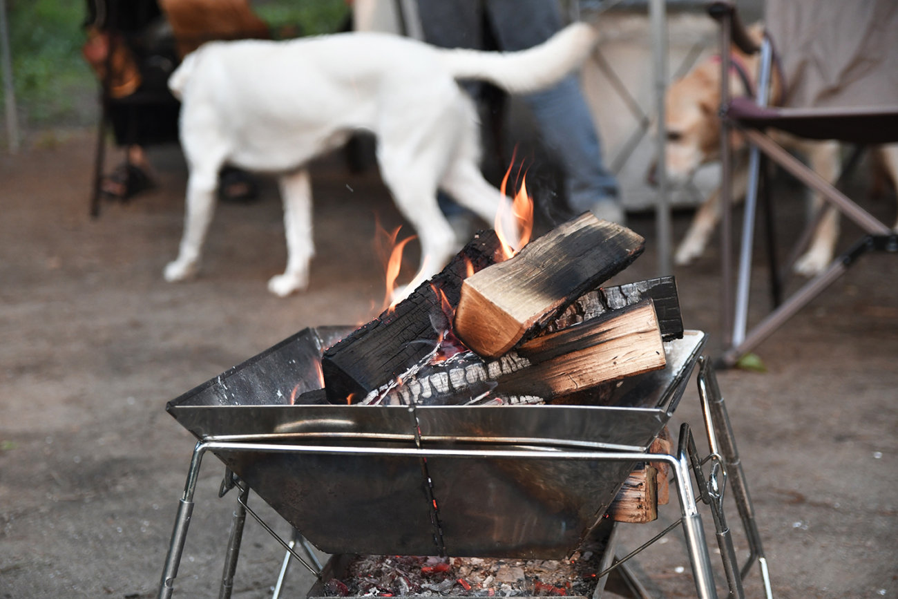 ゴールデンレトリーバー,キャンプ