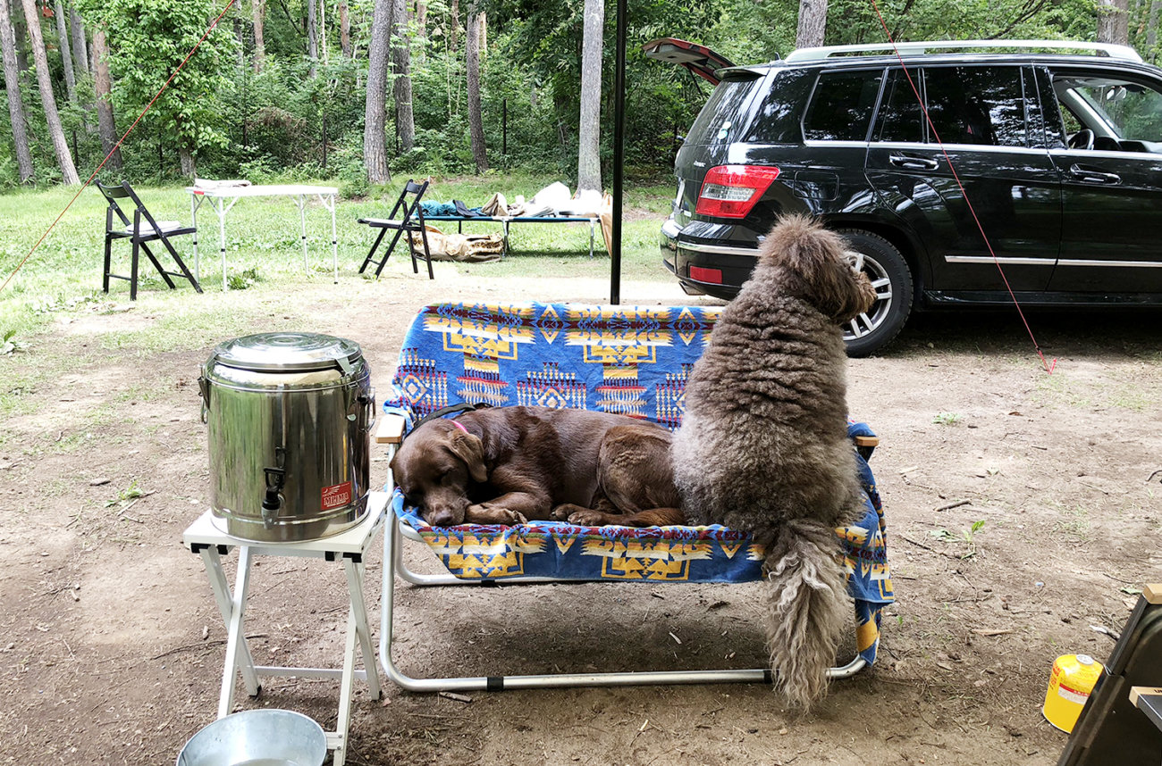 ゴールデンレトリーバー,キャンプ