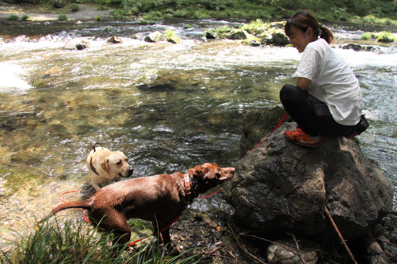 レトリーバー,アウトドア