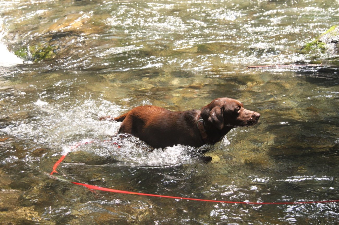 レトリーバー,アウトドア