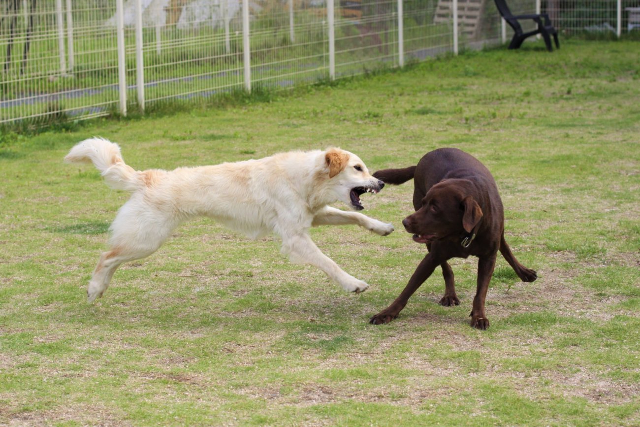 レトリーバー,アウトドア