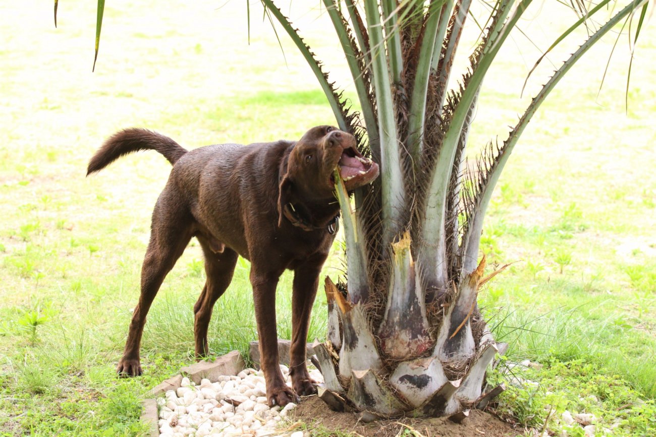 レトリーバー,アウトドア