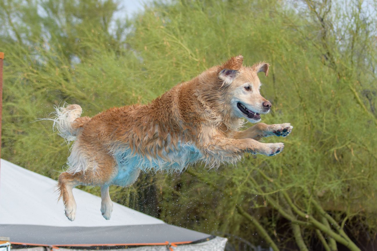 レトリーバー,しつけ