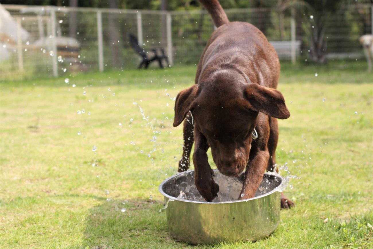 レトリーバー,アウトドア