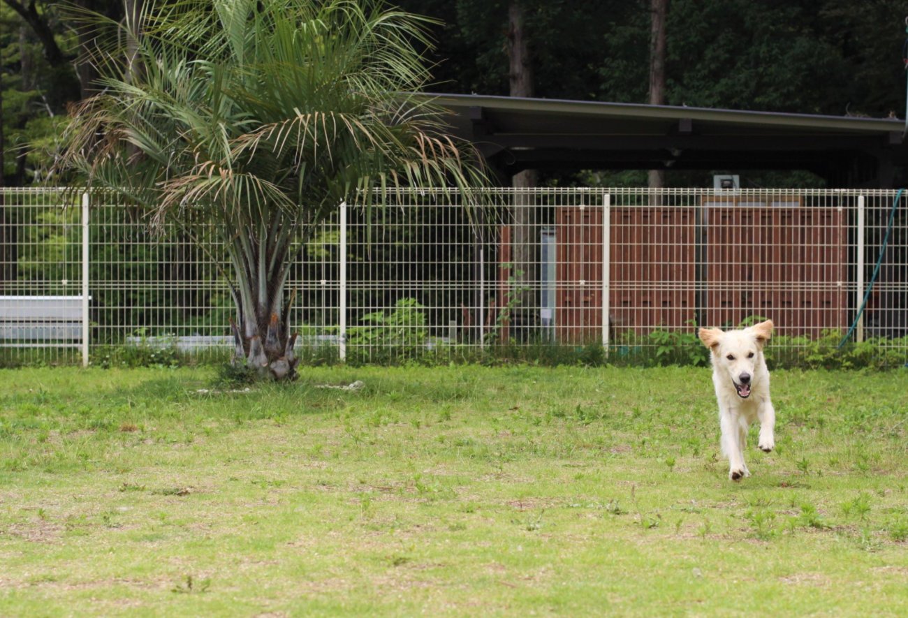 レトリーバー,アウトドア