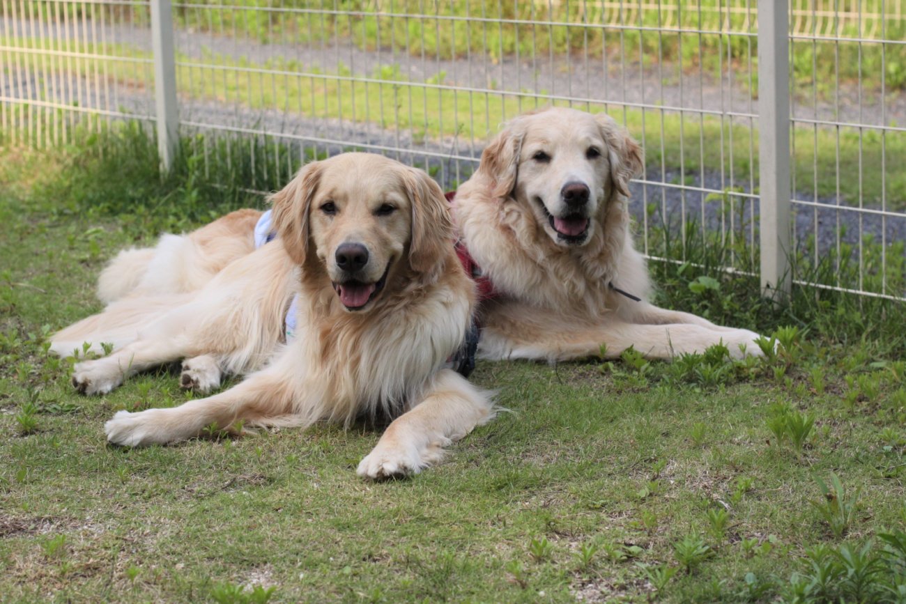レトリーバー,アウトドア