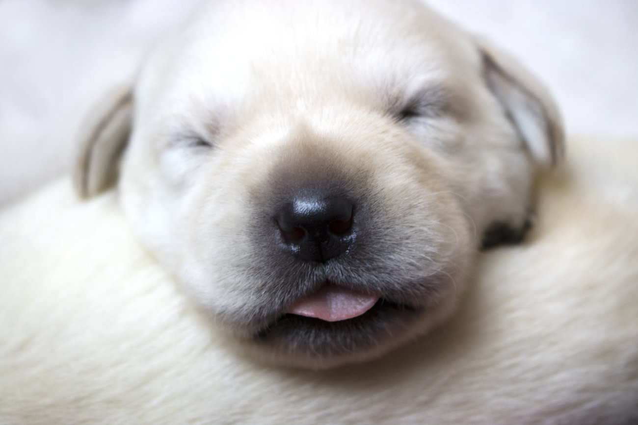 レトリーバー,喧嘩