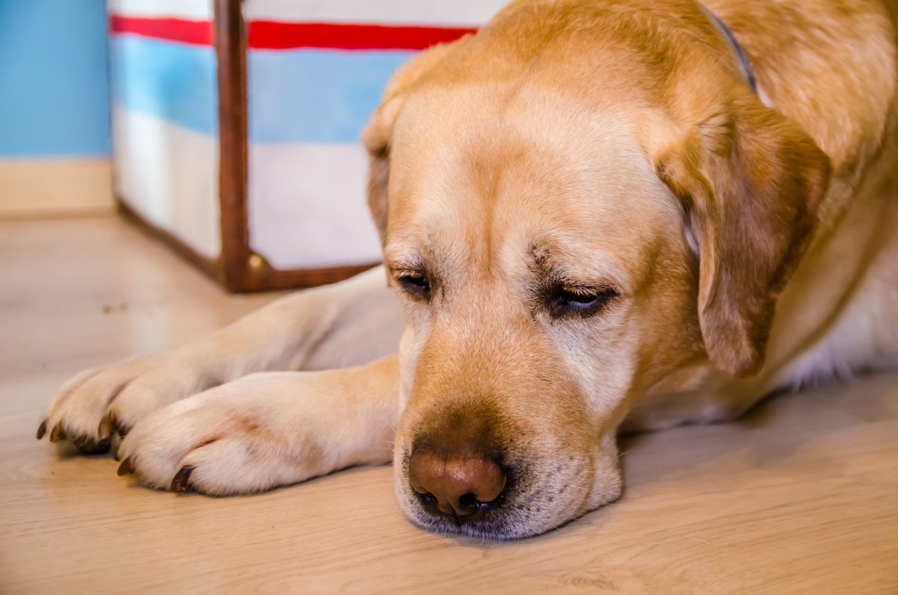 レトリーバー,マンボウやしろ