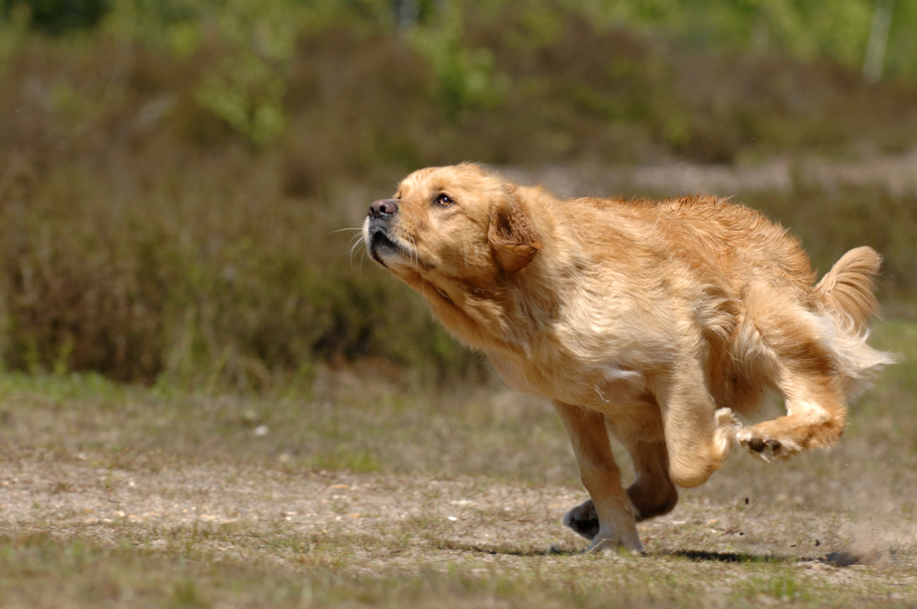 レトリーバー,しつけ