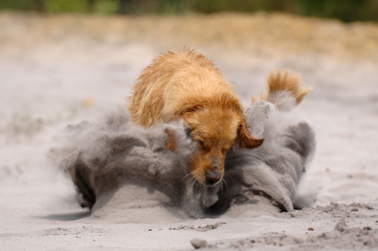 レトリーバー,しつけ