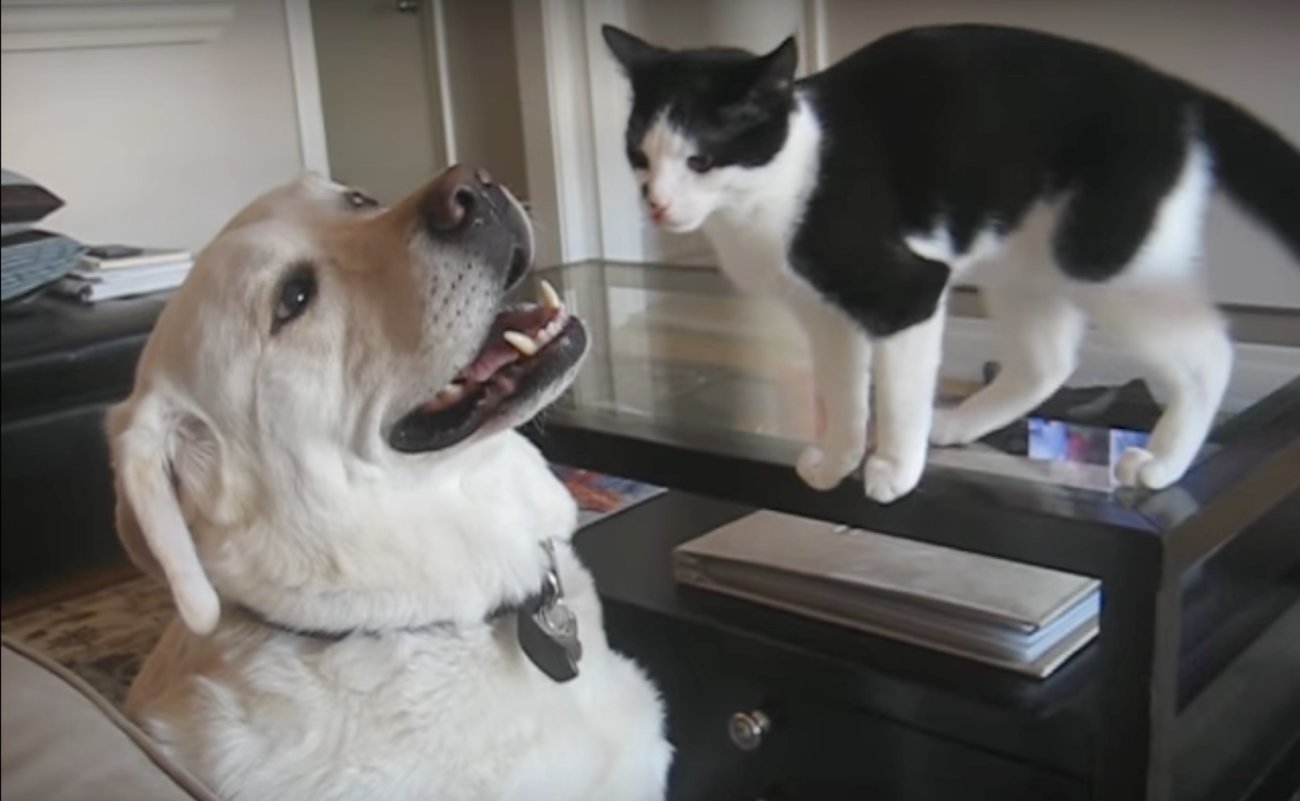 ラブラドールレトリーバー,動画