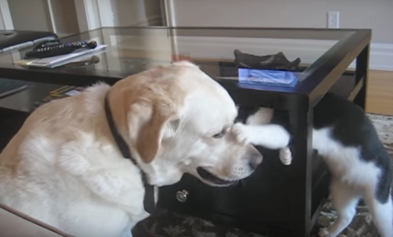 ラブラドールレトリーバー,動画