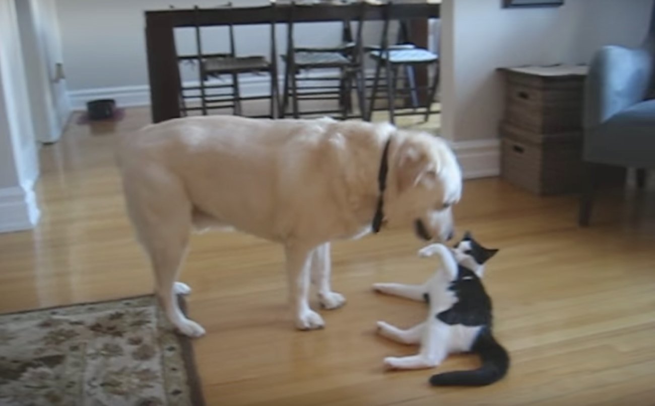 ラブラドールレトリーバー,動画