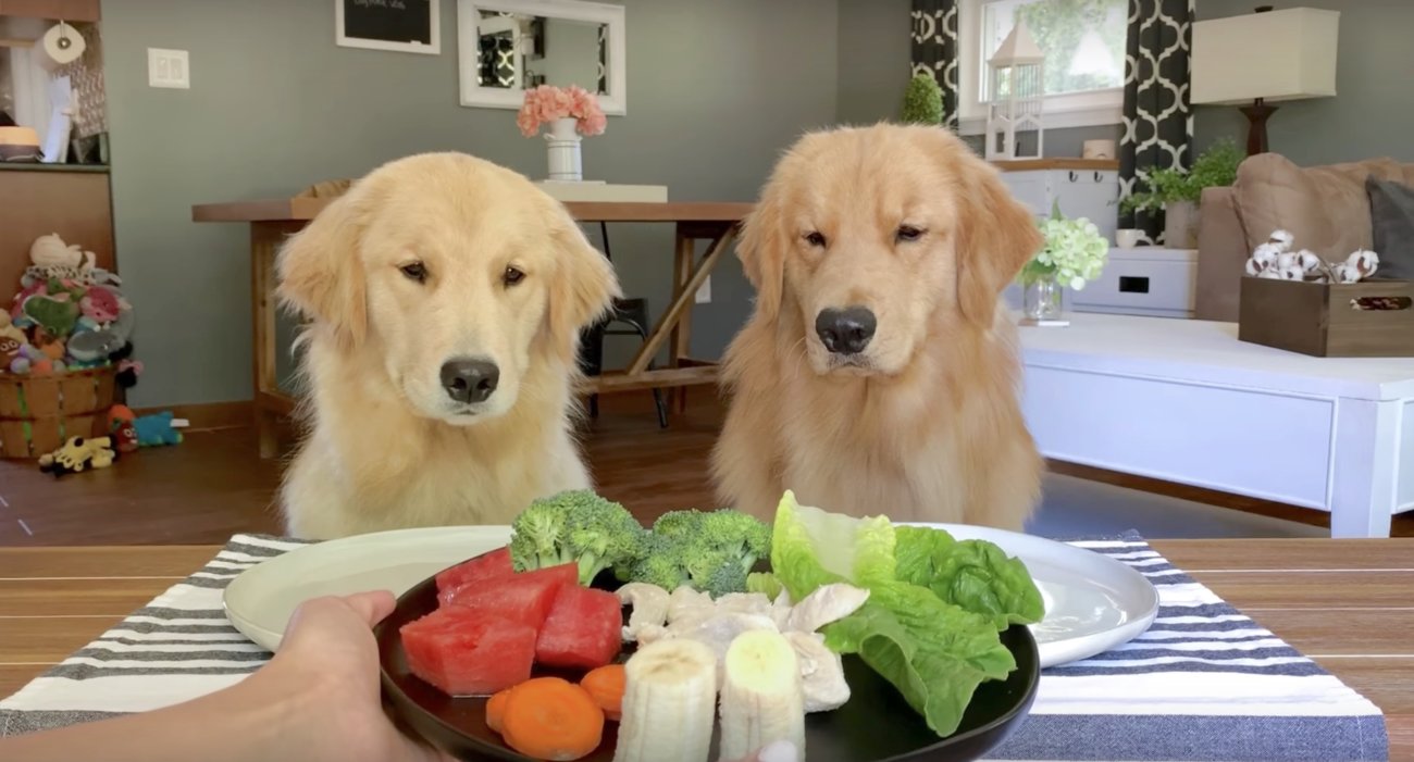 ゴールデンレトリーバー,動画