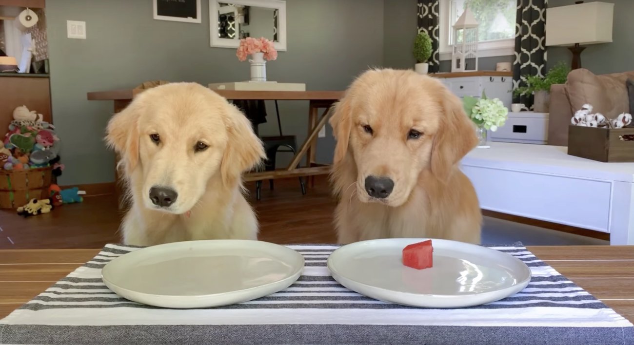 ゴールデンレトリーバー,動画