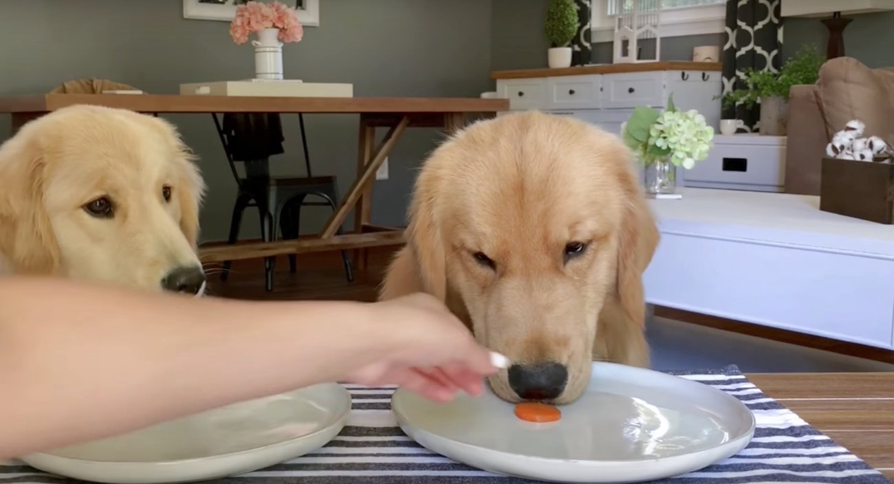 ゴールデンレトリーバー,動画