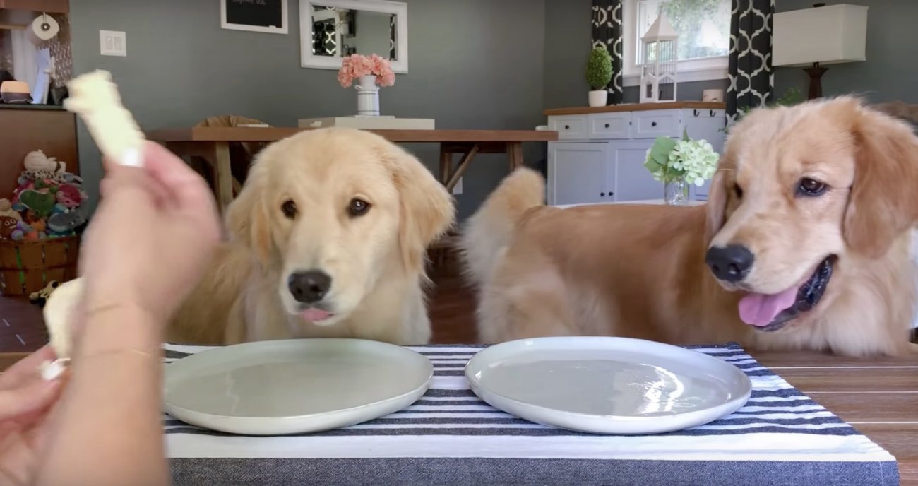 ゴールデンレトリーバー,動画