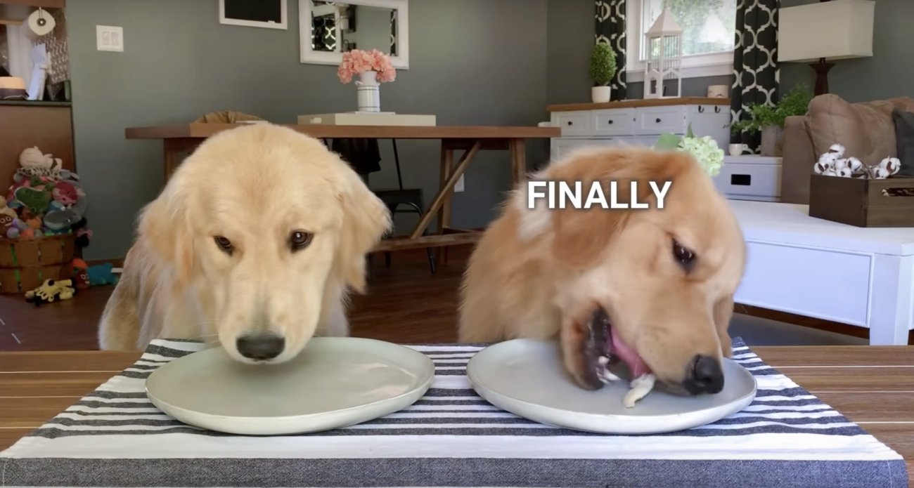 ゴールデンレトリーバー,動画