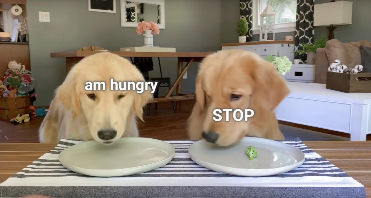 ゴールデンレトリーバー,動画