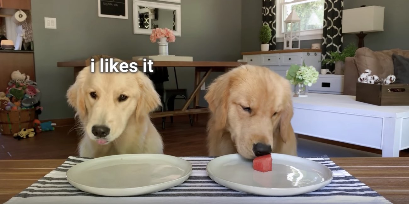 ゴールデンレトリーバー,動画