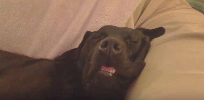 ラブラドールレトリーバー,動画