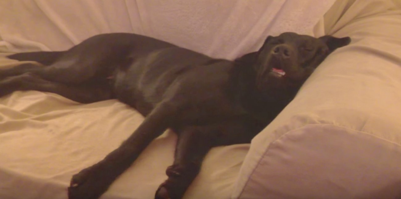 ラブラドールレトリーバー,動画