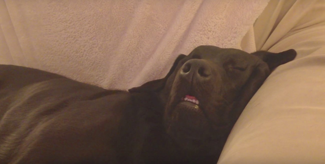 ラブラドールレトリーバー,動画