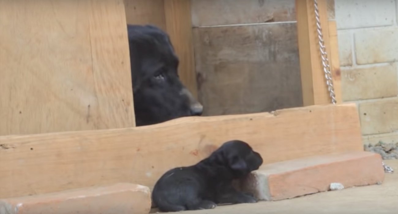 ラブラドールレトリーバー,動画