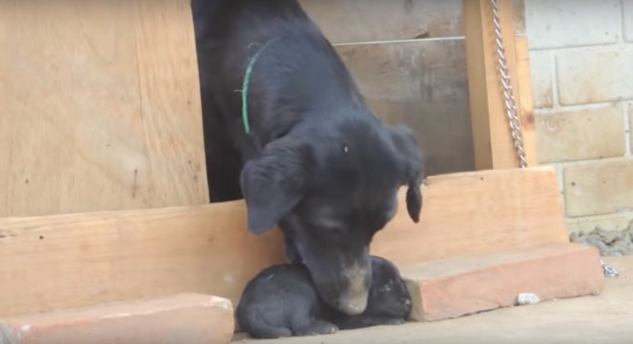 ラブラドールレトリーバー,動画