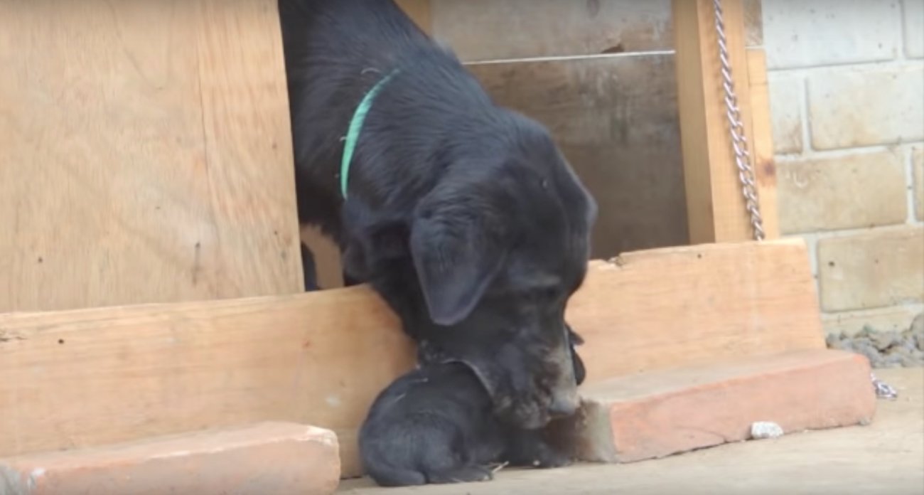 ラブラドールレトリーバー,動画