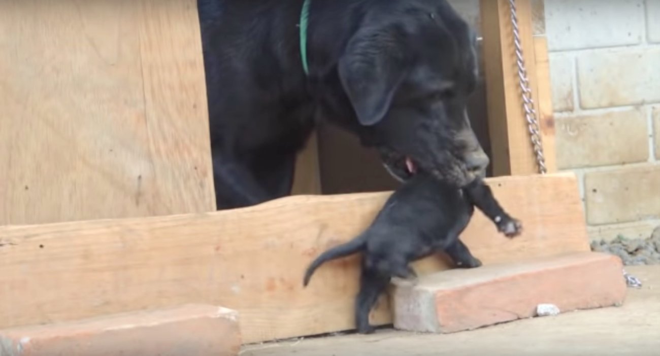 ラブラドールレトリーバー,動画