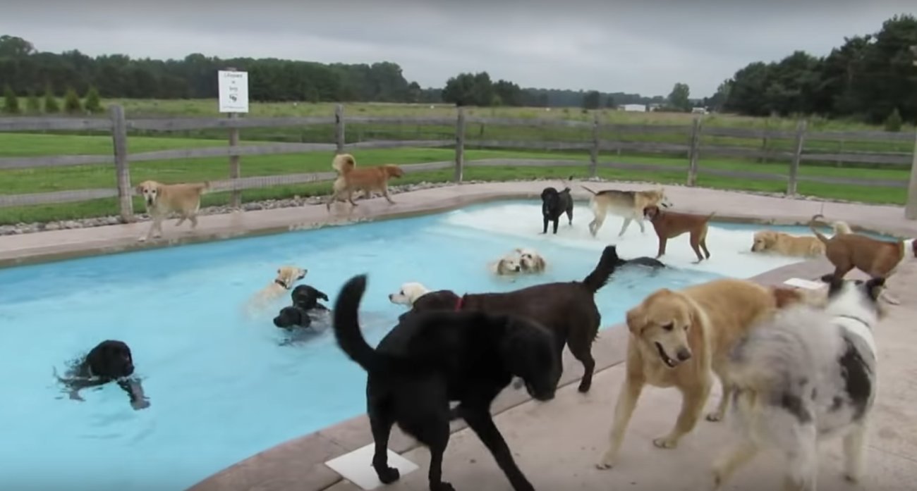 レトリーバー,動画