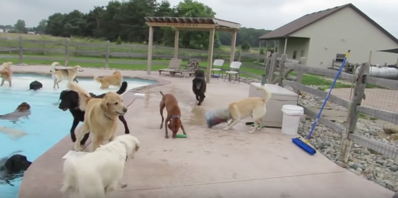 レトリーバー,動画