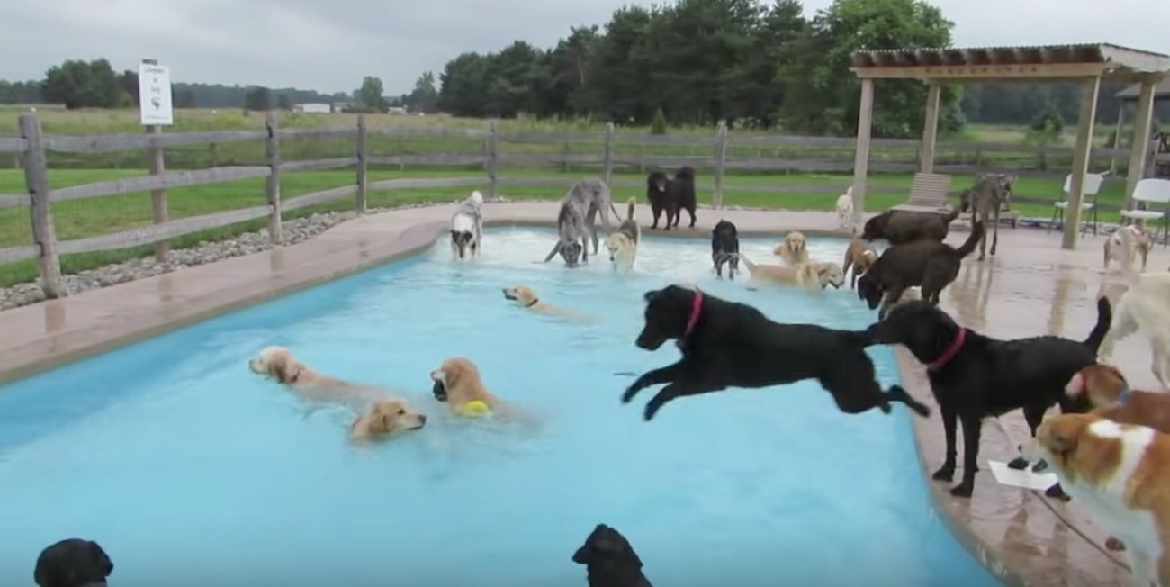 レトリーバー,動画