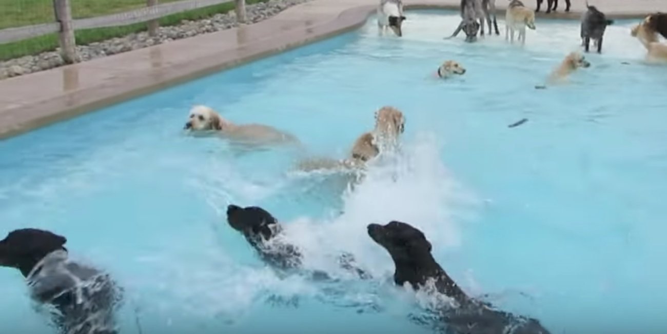 レトリーバー,動画