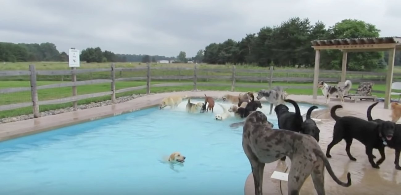 レトリーバー,動画