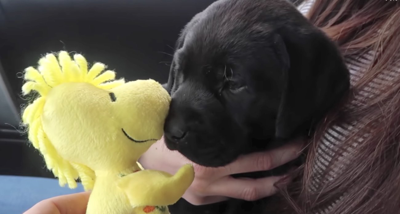 ラブラドールレトリーバー,動画