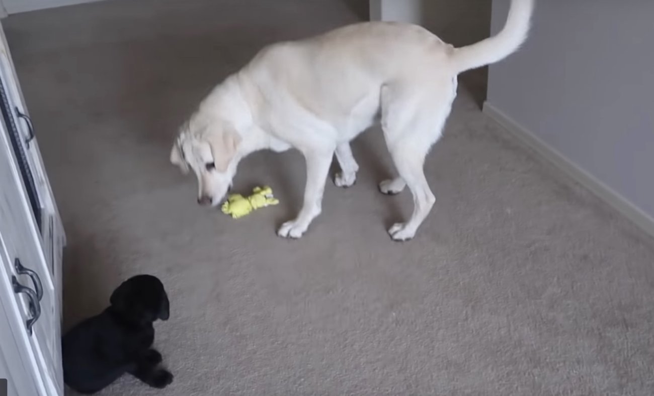 ラブラドールレトリーバー,動画