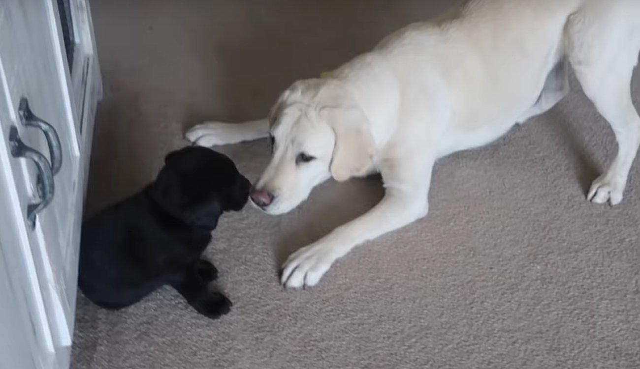 ラブラドールレトリーバー,動画