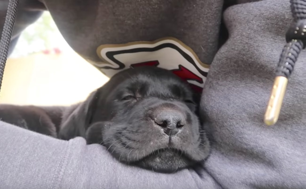 ラブラドールレトリーバー,動画