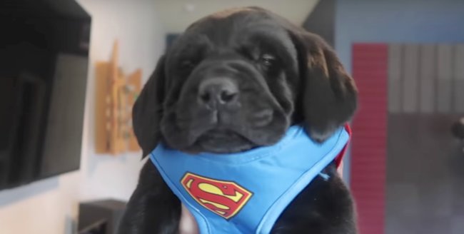 ラブラドールレトリーバー,動画