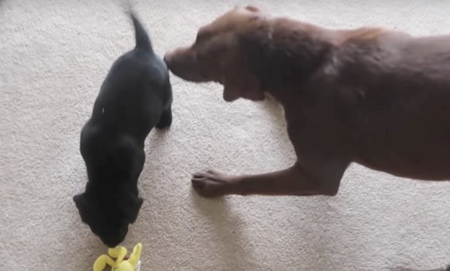 ラブラドールレトリーバー,動画