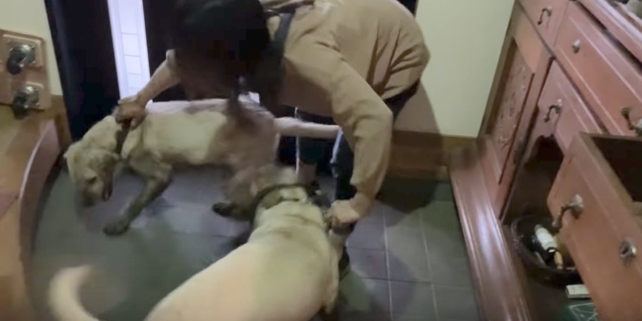 ラブラドールレトリーバー,動画