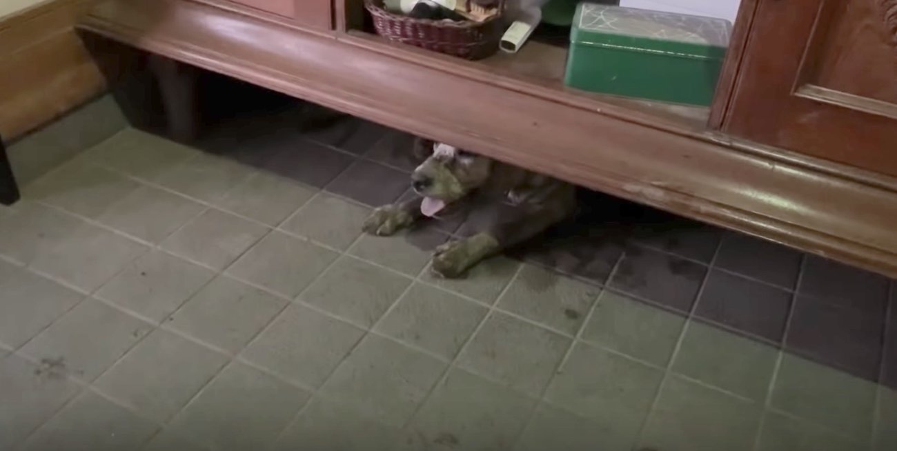 ラブラドールレトリーバー,動画