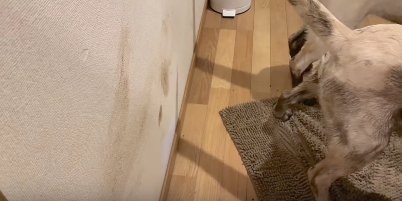 ラブラドールレトリーバー,動画