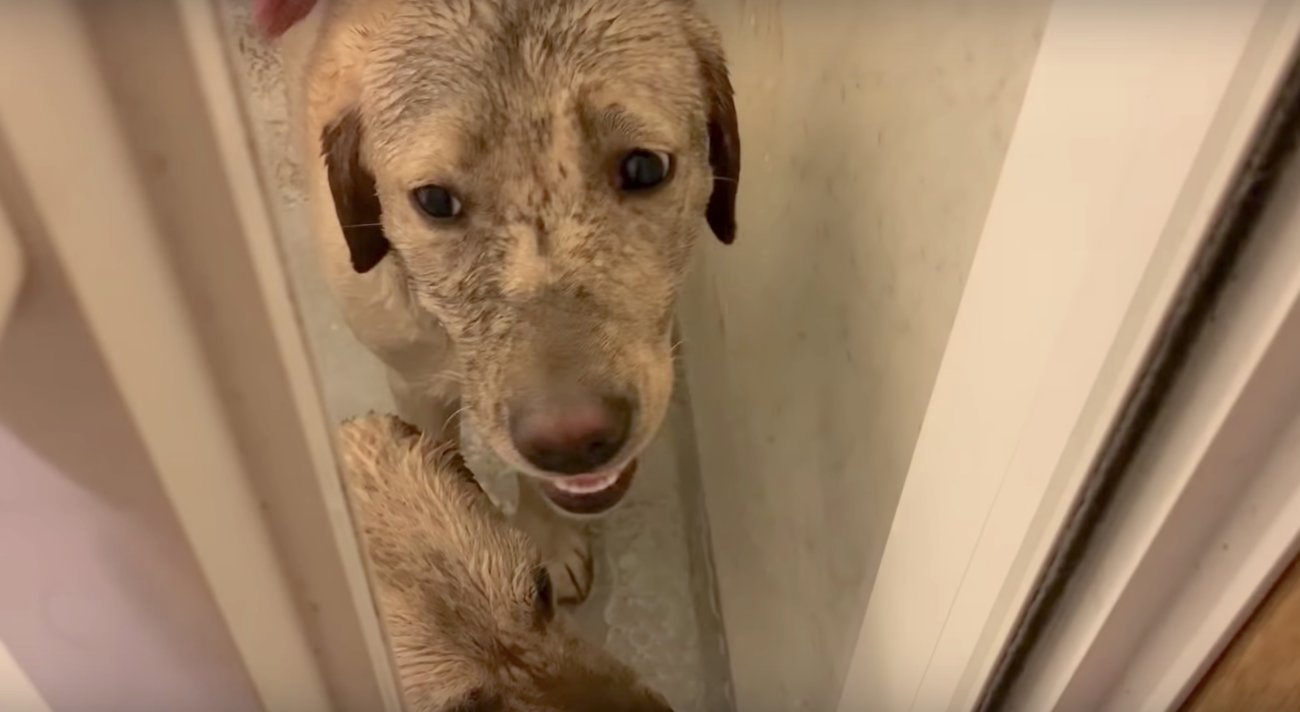 ラブラドールレトリーバー,動画