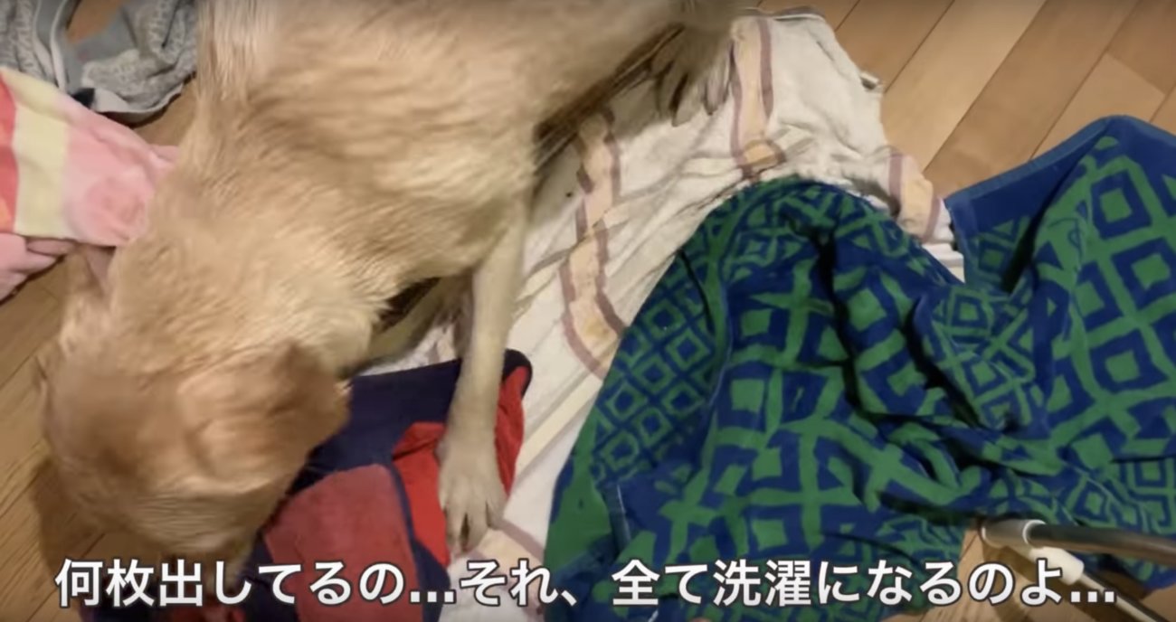 ラブラドールレトリーバー,動画